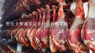 野生土鱉通常會在什么時候繁殖？